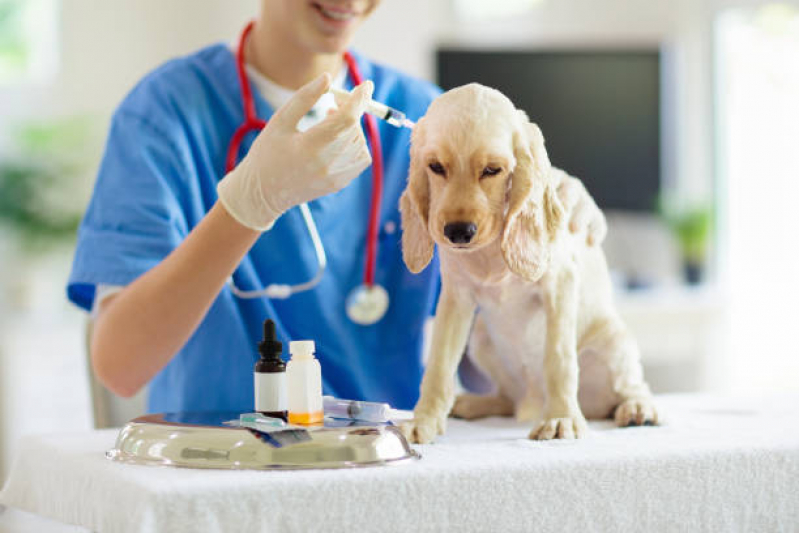 Agendamento de Exame de Endoscopia Veterinária Rio Mogi - Exame de Sangue para Animais