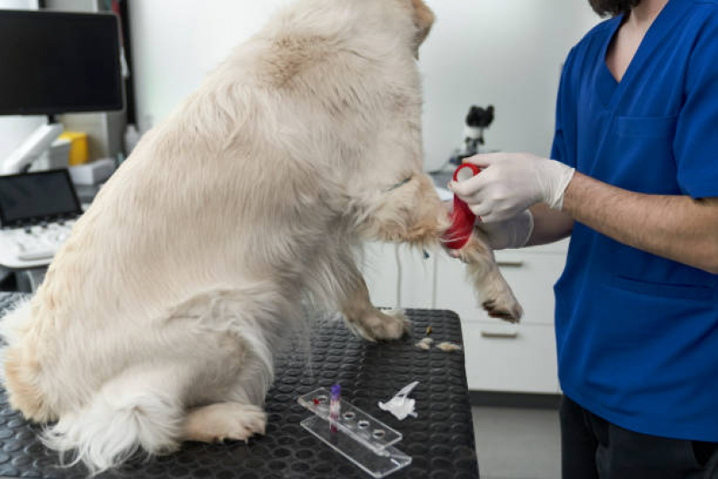 Agendamento de Exame de Sangue Veterinário Prosperidade - Exame de Sangue para Animais