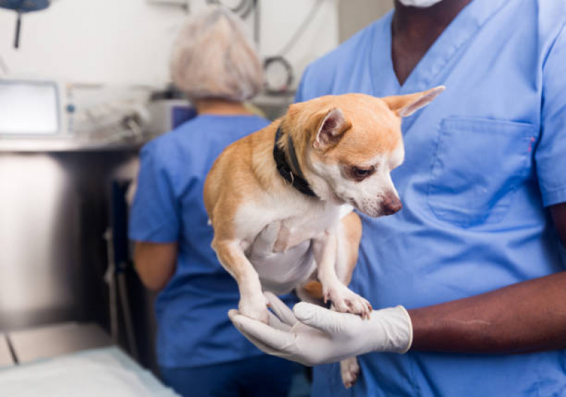 Castração de Cães Agendar Araçaúva - Castração de Cachorro Macho