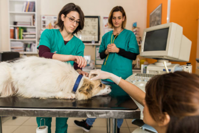 Castração de Cães e Gatos Centreville - Castração de Gato