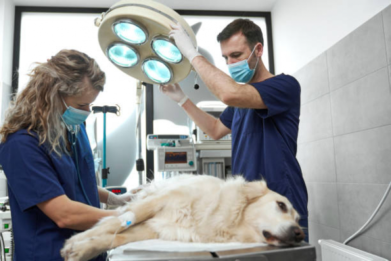 Cirurgia de Catarata em Cachorro Vila Suíça - Cirurgia Veterinária São Caetano