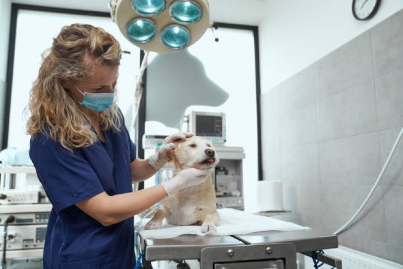 Cirurgia para Cachorros Agendar Vila Camilópolis - Cirurgia Veterinária São Caetano