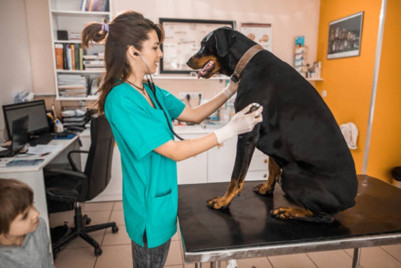 Clínica 24 Horas Veterinária Rio Bonito - Clínica Veterinária de Cães e Gatos