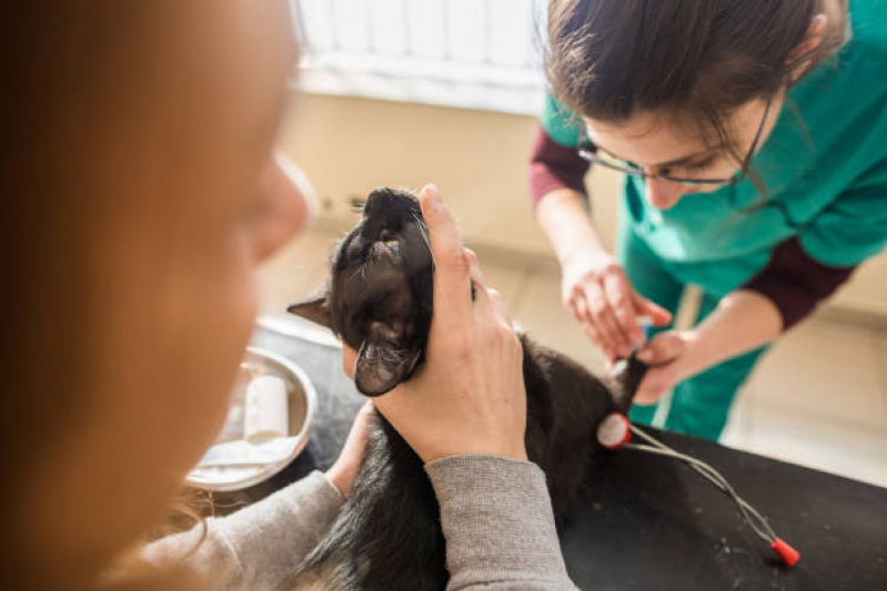 Clínica Que Faz Castração Animal Pinheirinho - Castração de Gato