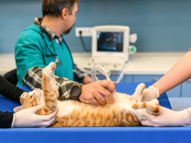 Clínica Que Faz Castração de Gato Cerâmica - Castração Animal
