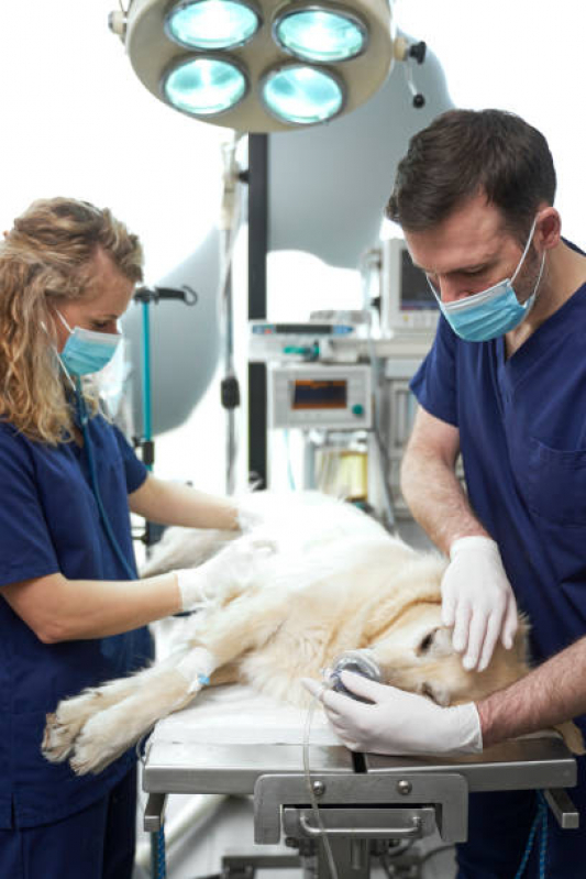 Clínica Que Faz Cirurgia com Anestesia Veterinária Pinheirinho - Cirurgia de Catarata em Cachorro