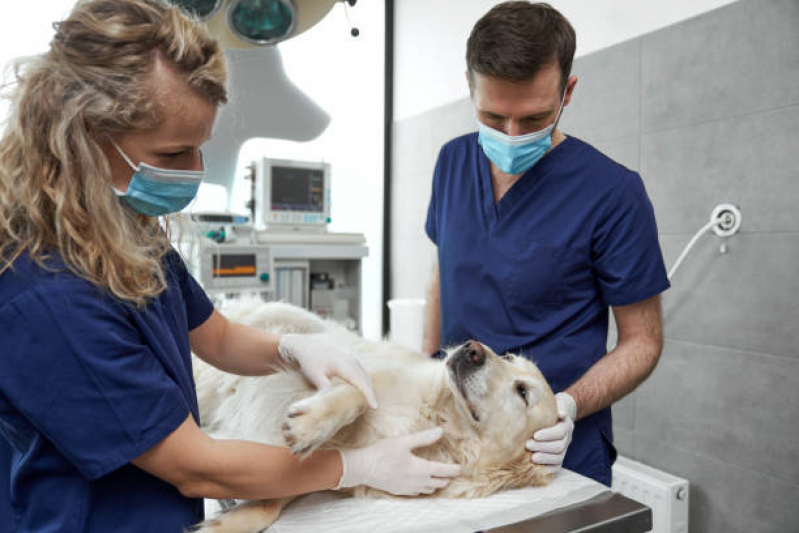 Clínica Que Faz Cirurgia de Catarata em Cachorro Vila Príncipe de Gales - Cirurgia Veterinária São Caetano