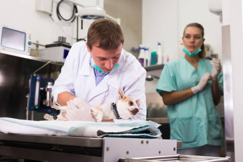 Clínica Que Faz Cirurgia para Cachorros Parque Represa Billings II - Cirurgia Veterinária Santo André