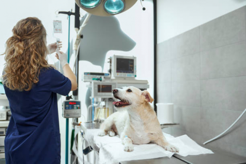 Clínica Que Faz Internação para Cães e Gatos Polo Petroquímico de Capuava - Internação para Cães e Gatos