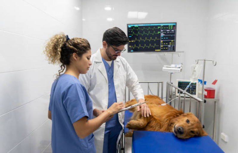 Clínica Que Faz Internação para Cães Parque das Garças - Internação Uti Veterinária