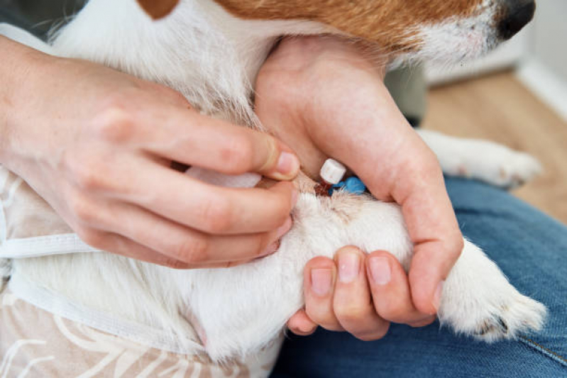 Clínica Que Faz Internação Semi Intensiva Veterinária Vila Alice - Internação para Cães