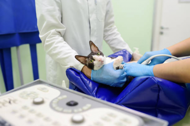 Clínica Que Faz Internação Veterinária Vila Progresso - Internação para Animais de Estimação
