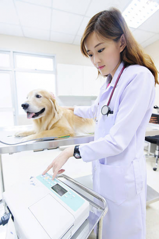 Clínica Veterinária Animal Telefone Paranapiacaba - Clínica Veterinária Especializada em Cães e Gatos
