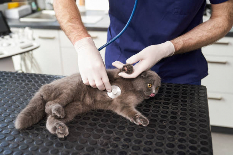 Clínica Veterinária Animal Três Divisas - Clínica Veterinária Especializada em Cães e Gatos