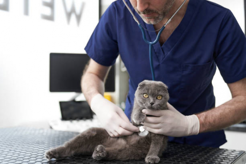 Clínica Veterinária de Cães e Gatos Contato Vila Suíça - Clínica Veterinária Próxima