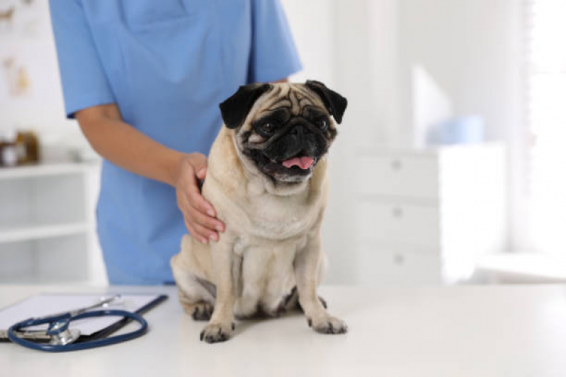 Clínica Veterinária de Cães e Gatos Vila Homero Thon - Clínica Veterinária Próximo a Mim