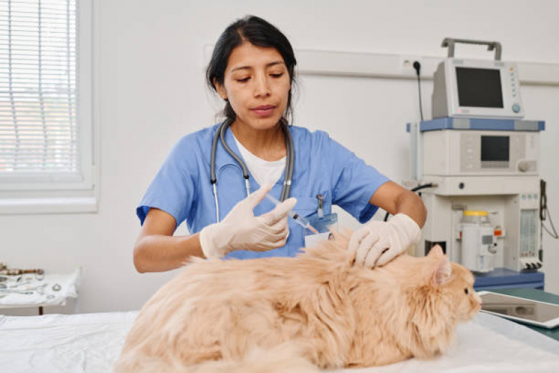 Clínica Veterinária Mais Próxima Telefone Vila Alice - Clínica Veterinária Especializada em Cães e Gatos