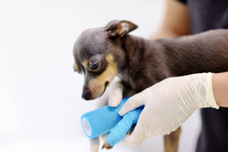 Clínica Veterinária Popular Telefone Três Divisas - Clínica Veterinária Especializada em Cães e Gatos