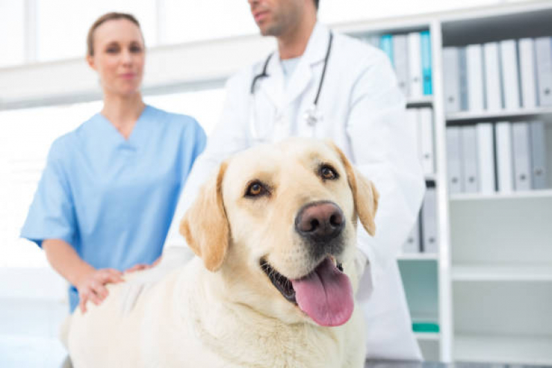 Clínica Veterinária Próxima Parque das Garças - Clínica Veterinária de Cães e Gatos