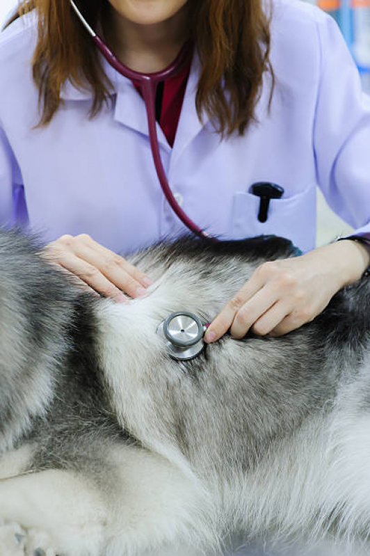 Clínica Veterinária Próximo a Mim Paraíso - Clínica Veterinária Especializada em Cães e Gatos