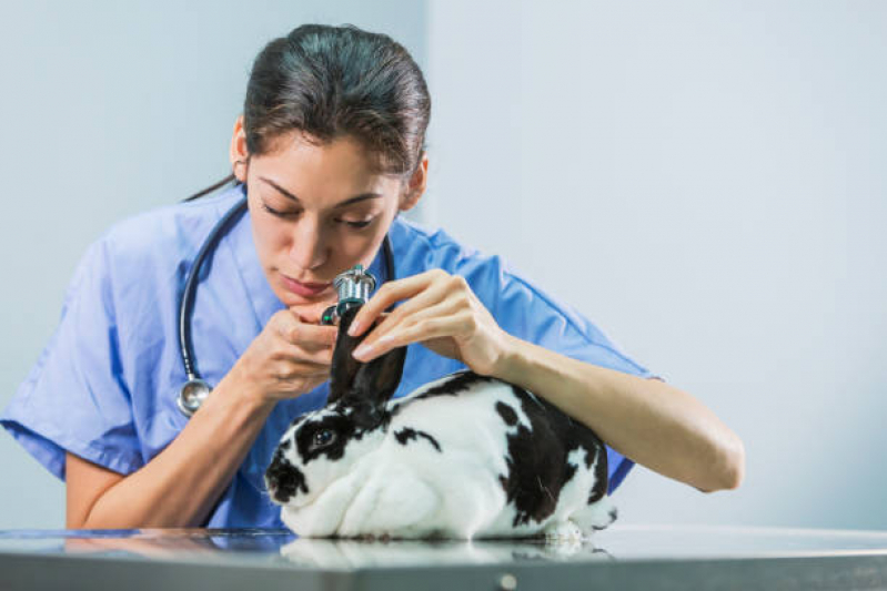 Consulta Animal Silvestre Marcar Sítio dos Teco - Consulta Médica Veterinária para Animais Silvestres