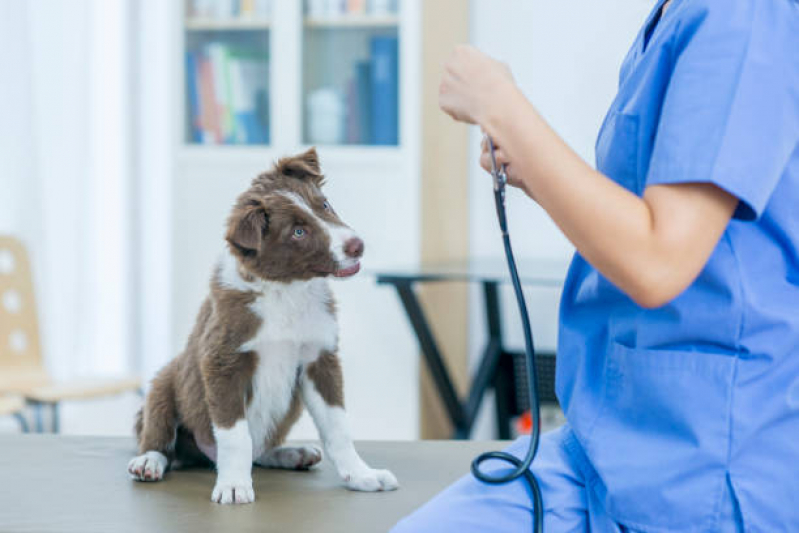 Contato de Clínica 24 Horas Veterinária Santo André - Clínica Veterinária Especializada em Cães e Gatos