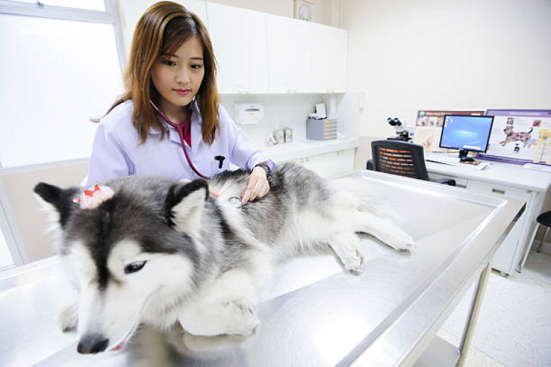 Contato de Clínica Veterinária 24 Horas Sítio Taquaral - Clínica Veterinária Especializada em Cães e Gatos