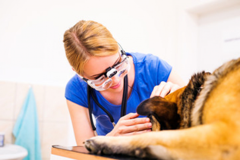 Contato de Clínica Veterinária de Cães e Gatos Jardim Rina - Clínica Veterinária 24 Horas