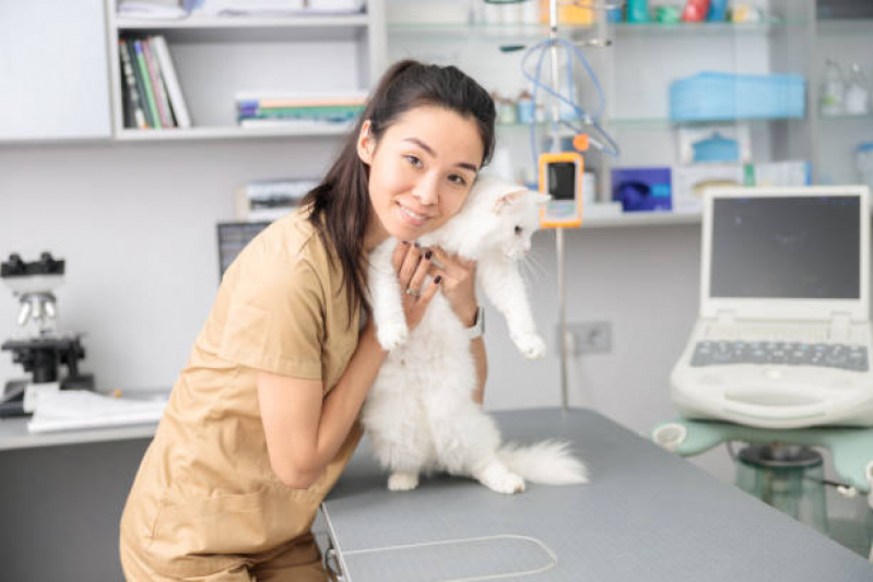 Endereço de Clínica Veterinária Especializada em Cães e Gatos Centro - Clínica Veterinária de Cães e Gatos