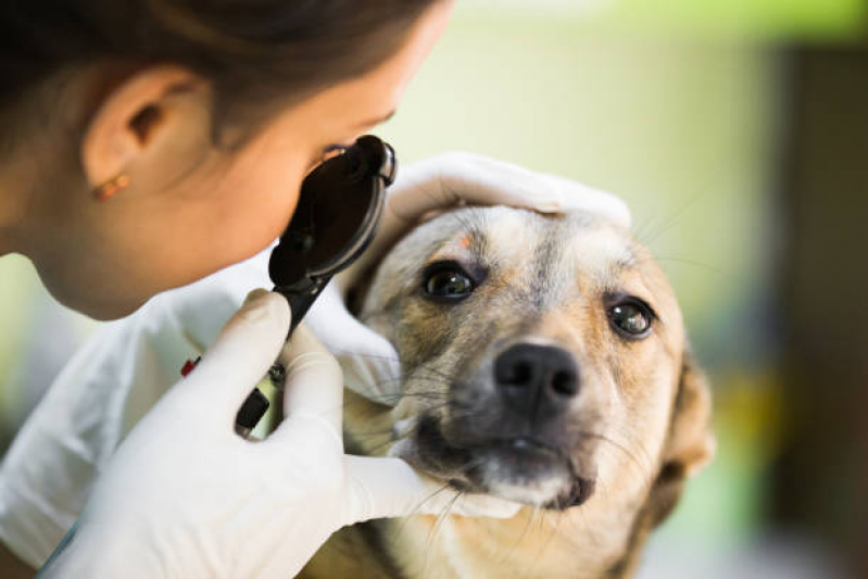 Exame de Eletrocardiograma Veterinário Parque Erasmo Assunção - Exame de Sangue para Animais