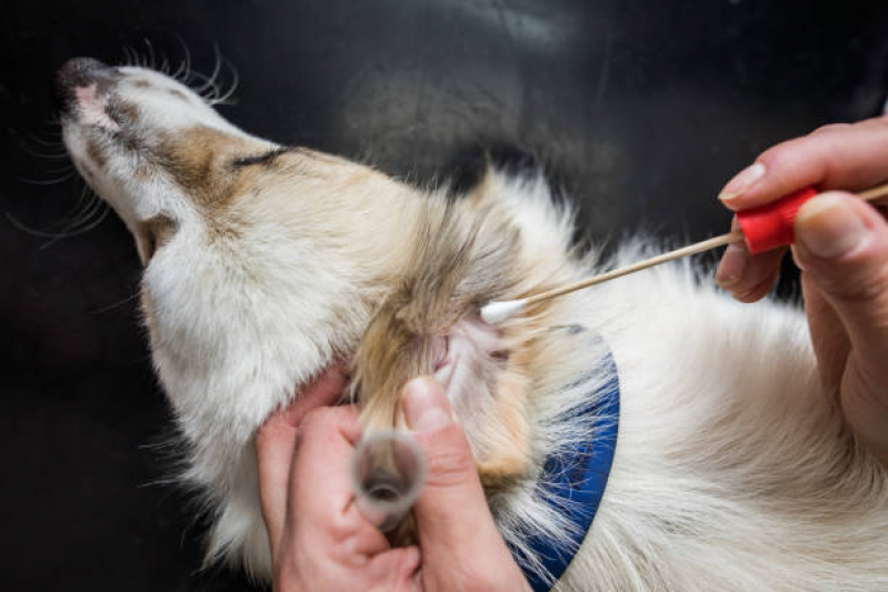 Exame de Endoscopia Veterinária Marcar Nova Gerty - Exame de Sangue para Animais