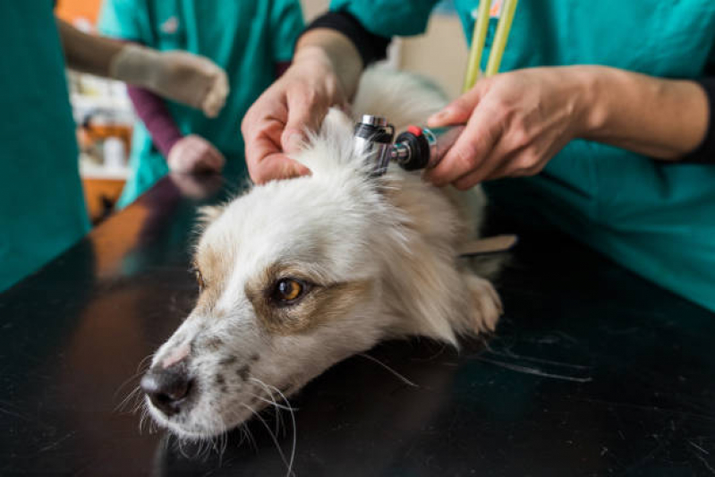 Exame de Endoscopia Veterinária Vila Guiomar - Exame de Sangue para Animais