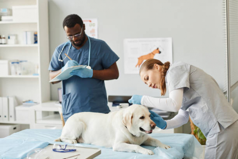 Exame de Radiologia para Animais Marcar Santa Terezinha - Exame de Sangue para Animais