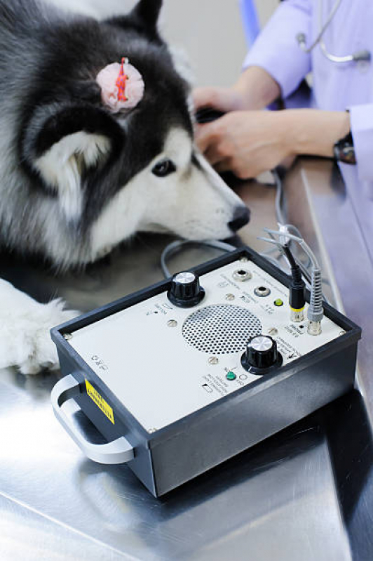 Exame de Sangue para Cachorro Marcar Cidade São Jorge - Exame de Sangue para Animais