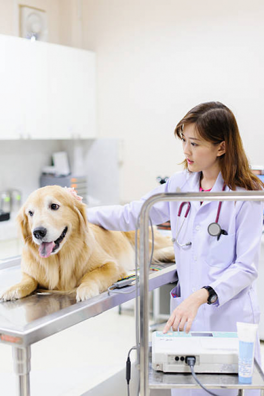 Exame de Sangue para Cachorro Três Divisas - Exame de Sangue para Animais