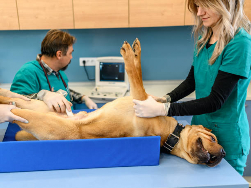 Exame de Ultrassom para Animais Acampamento Anchieta - Exame de Sangue para Animais