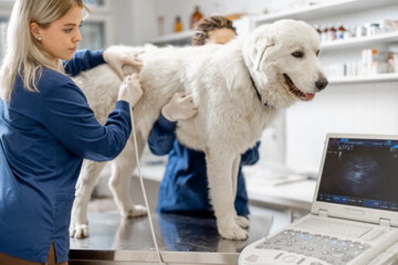 Exame para Cachorro Marcar Vila Tibiriçá - Exame de Sangue para Animais