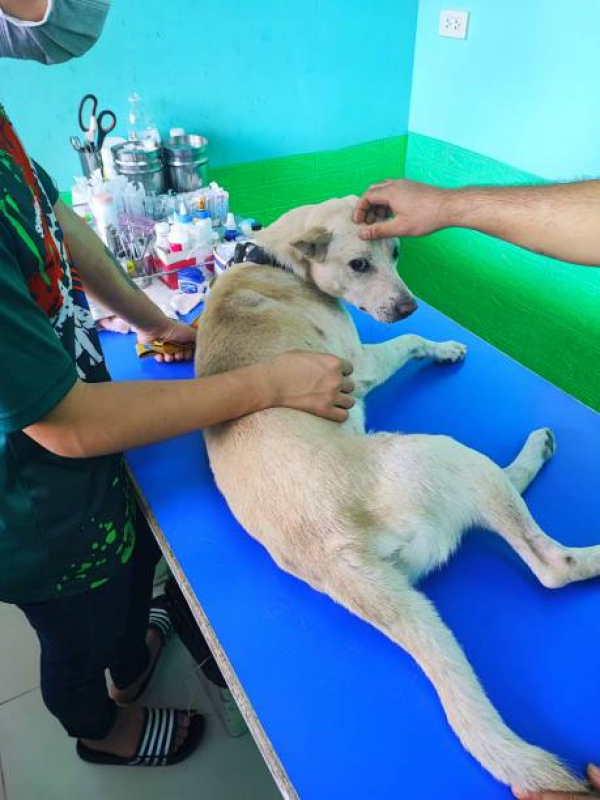 Internação Animal Marcar Rio Bonito - Internação Semi Intensiva Veterinária