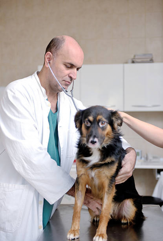 Internação de Cachorros Clínica Centro - Internação Semi Intensiva Veterinária