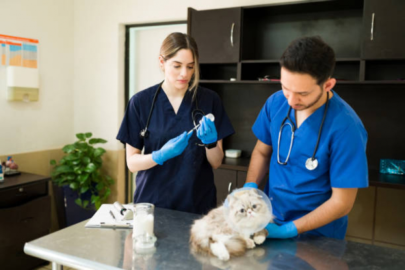Internação para Cães e Gatos Rio Pequeno - Internação Semi Intensiva Veterinária