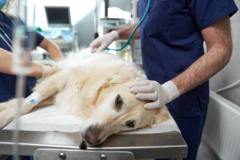 Internação para Cães Marcar Cata Preta - Internação Uti Veterinária