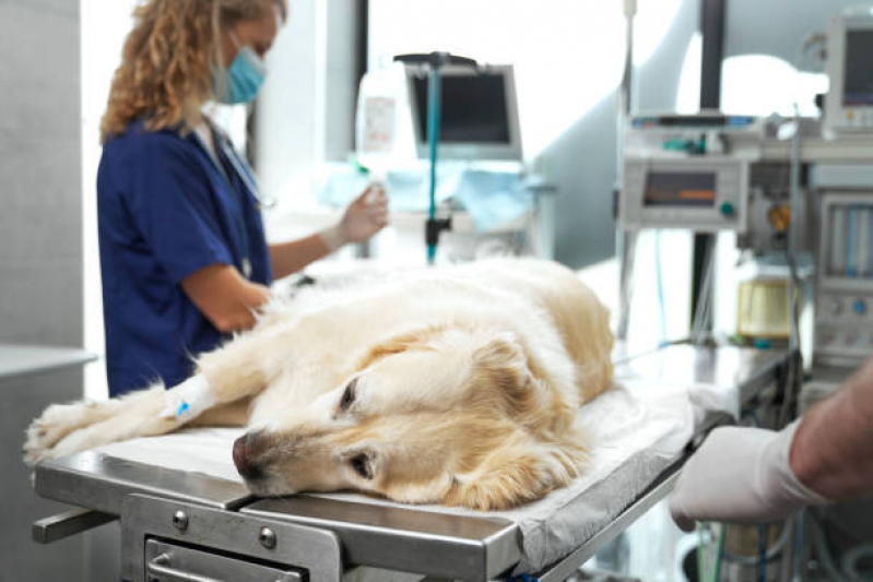 Internação para Cães Vila Alpina - Internação Veterinária