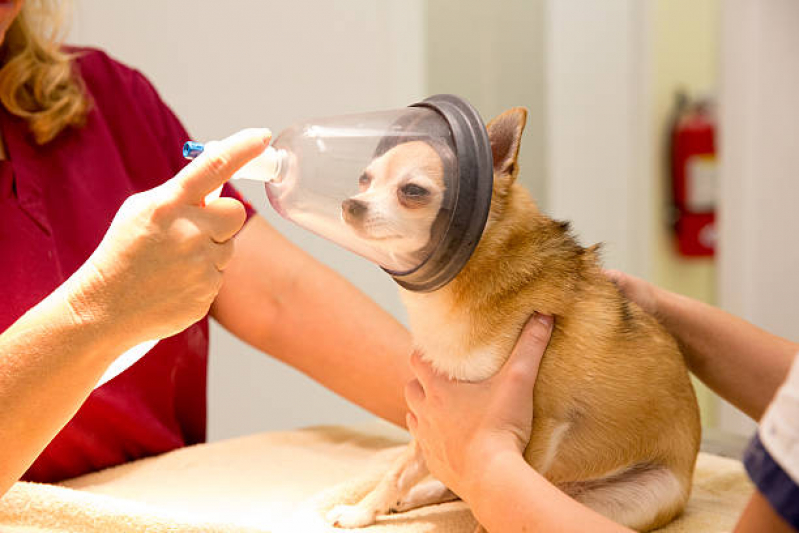 Internação Semi Intensiva Veterinária Marcar Polo Petroquímico de Capuava - Internação para Cães e Gatos