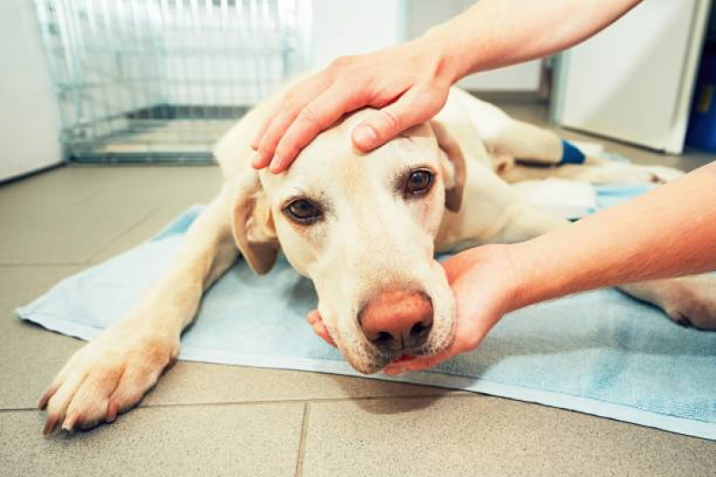 Internação Veterinária Vila Príncipe de Gales - Internação para Cães