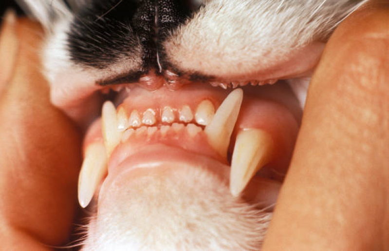 Limpeza de Tártaro Canino Parque América - Tartarectomia em Animais