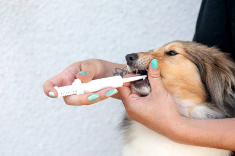 Limpeza de Tártaro de Cães Agendar Barcelona - Limpeza Dentária Canina