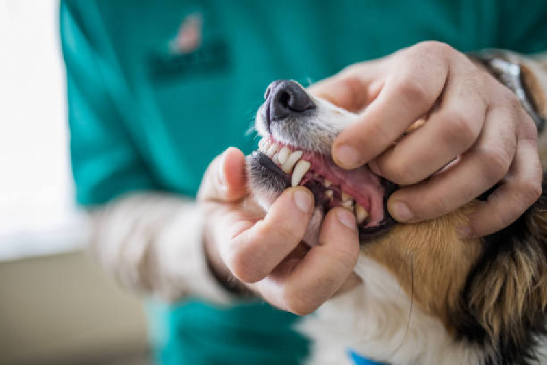 Limpeza de Tártaro de Cães Santo André - Limpeza Dentária Canina