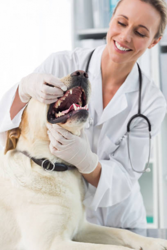 Limpeza de Tártaro em Cachorro Agendar Cerâmica - Limpeza Dentária Canina