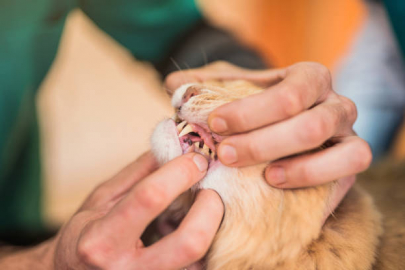 Limpeza de Tártaro para Gatos Recreio da Borda do Campo - Limpeza Dentária Canina