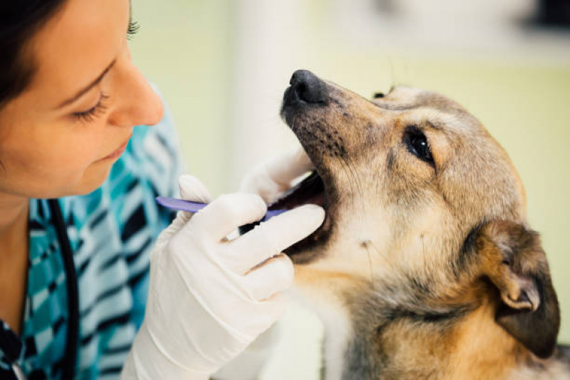Limpeza Dentária Canina Agendar Recreio da Borda do Campo - Tartarectomia em Animais